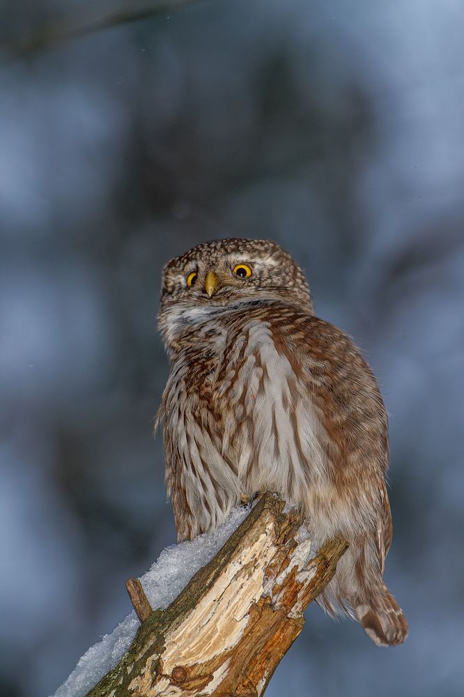 Маленький бандит