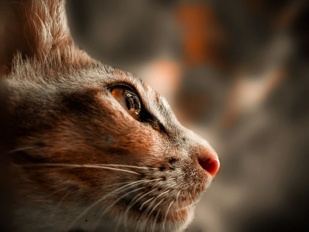 Cat eye