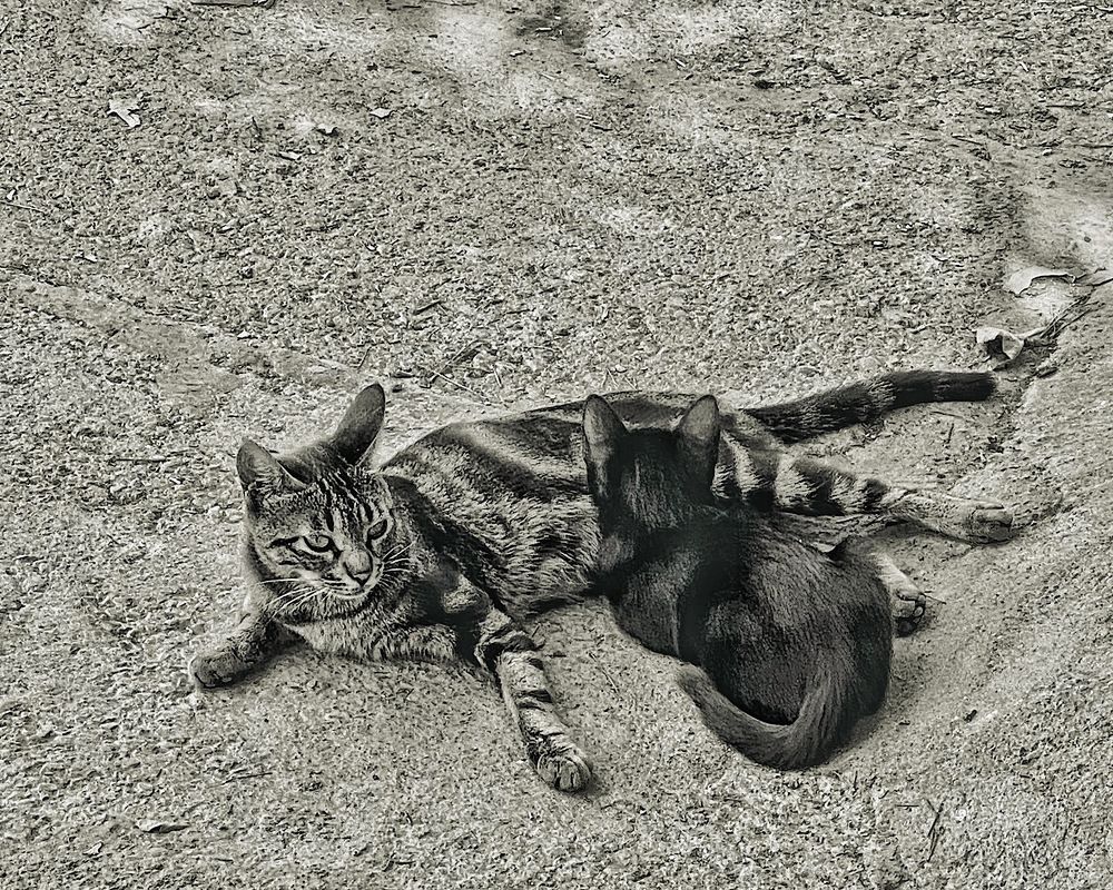 Photograph by MMD HORANFAR