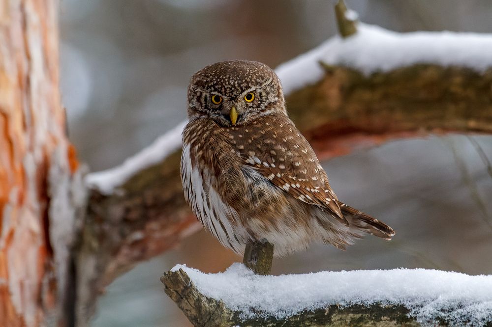 Patrol Дозорный