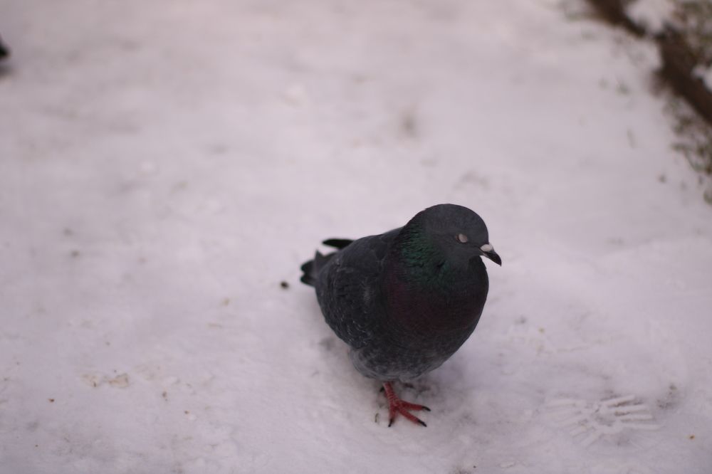 Photograph by Анастасия Липаткина