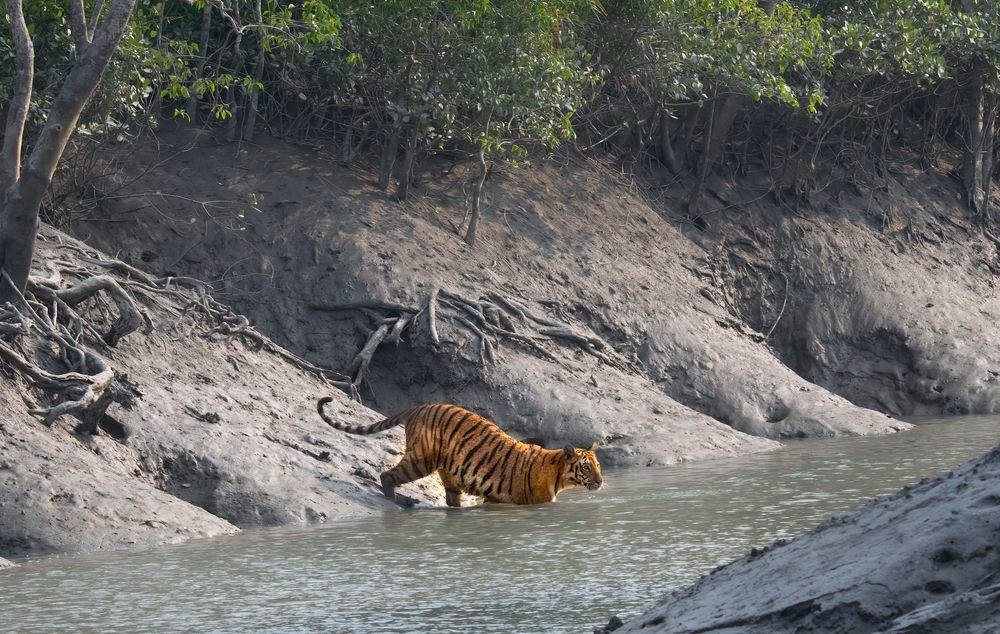 Photograph by Saptarshi Dasgupta