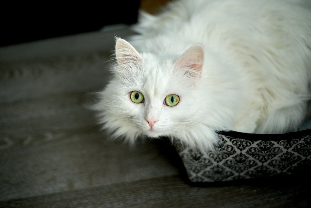 Photograph by Светлана Михайлова