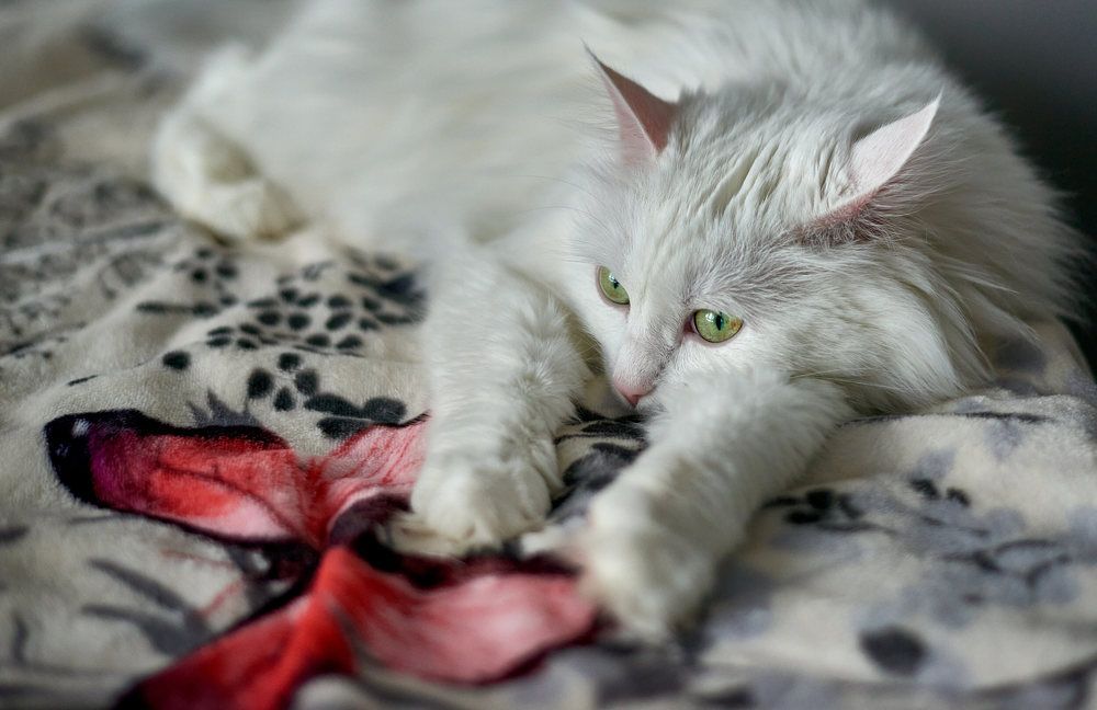 Photograph by Светлана Михайлова