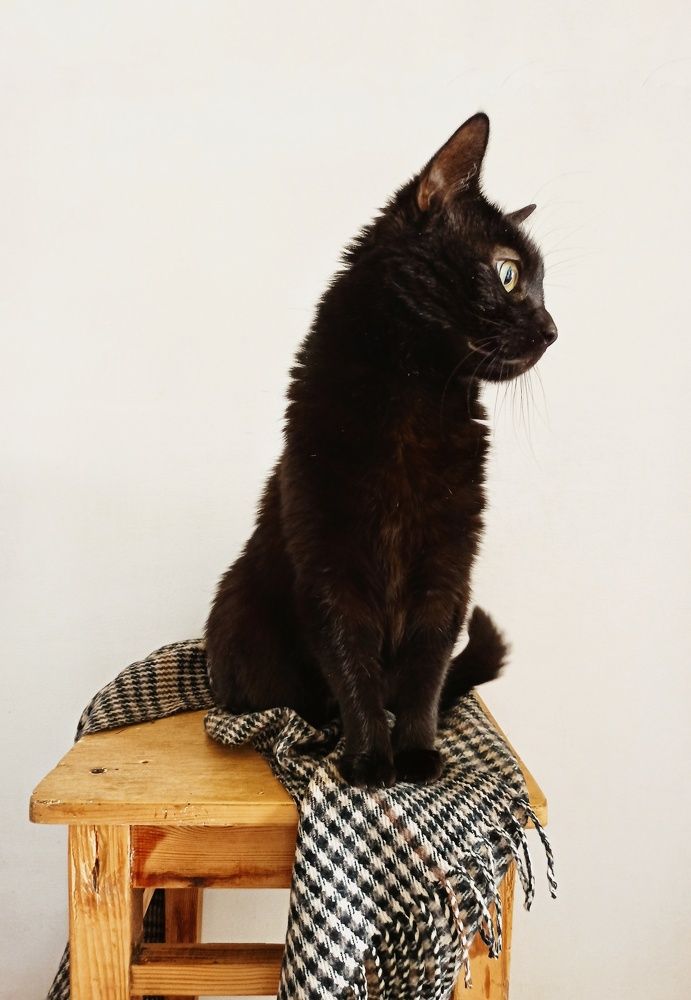 Кошка Алиса.