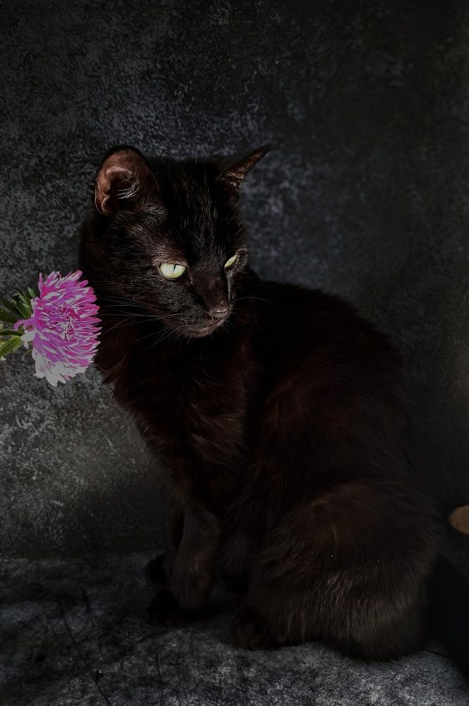 Кошка Алиса.