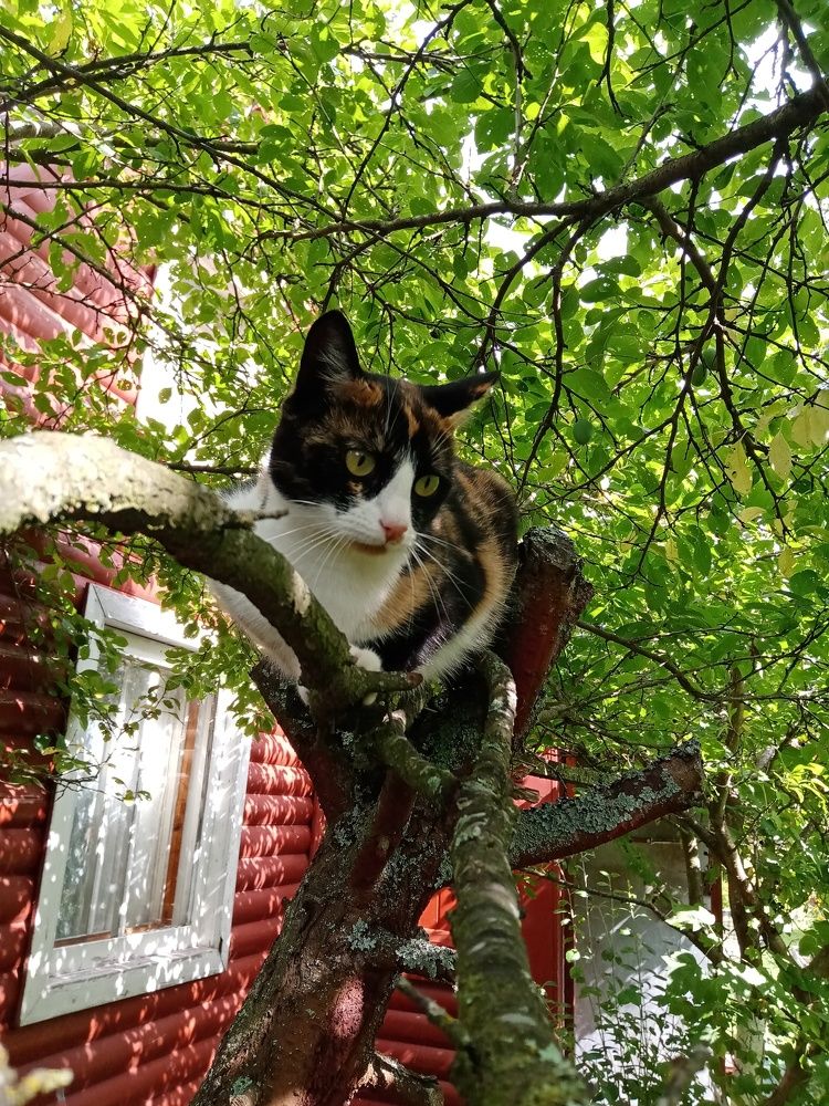 Фотография автора Natalia Khodina