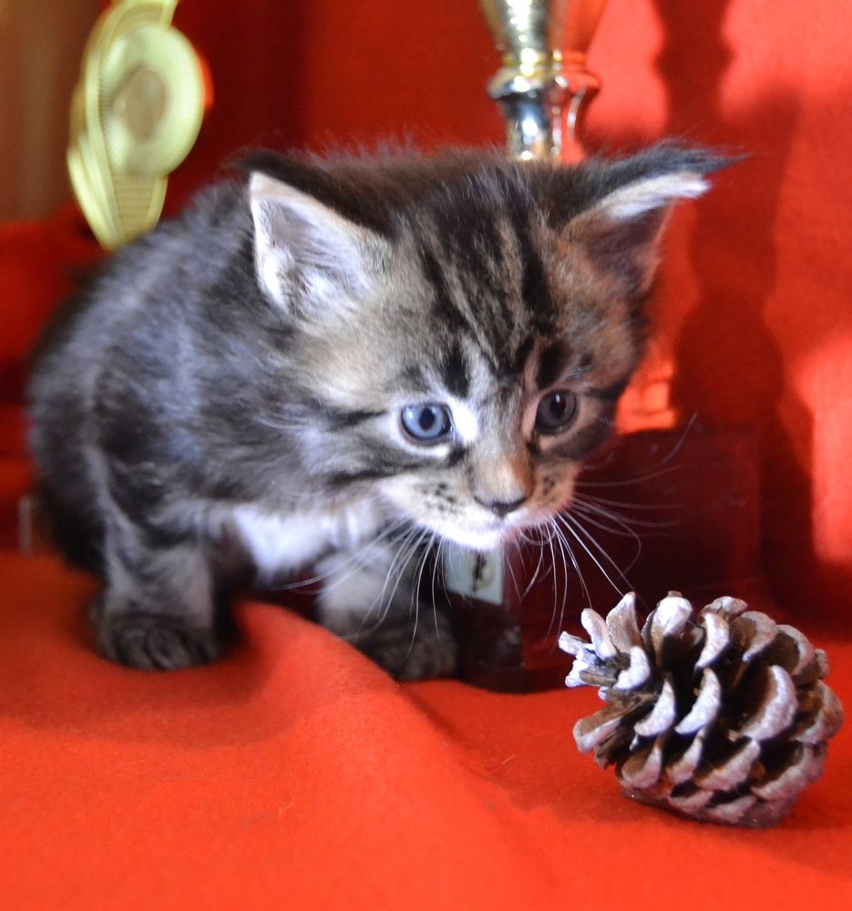 Photograph by Максим Пономаренко