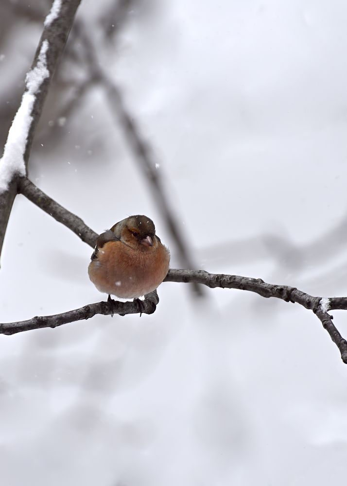 Зяблик не зябнет