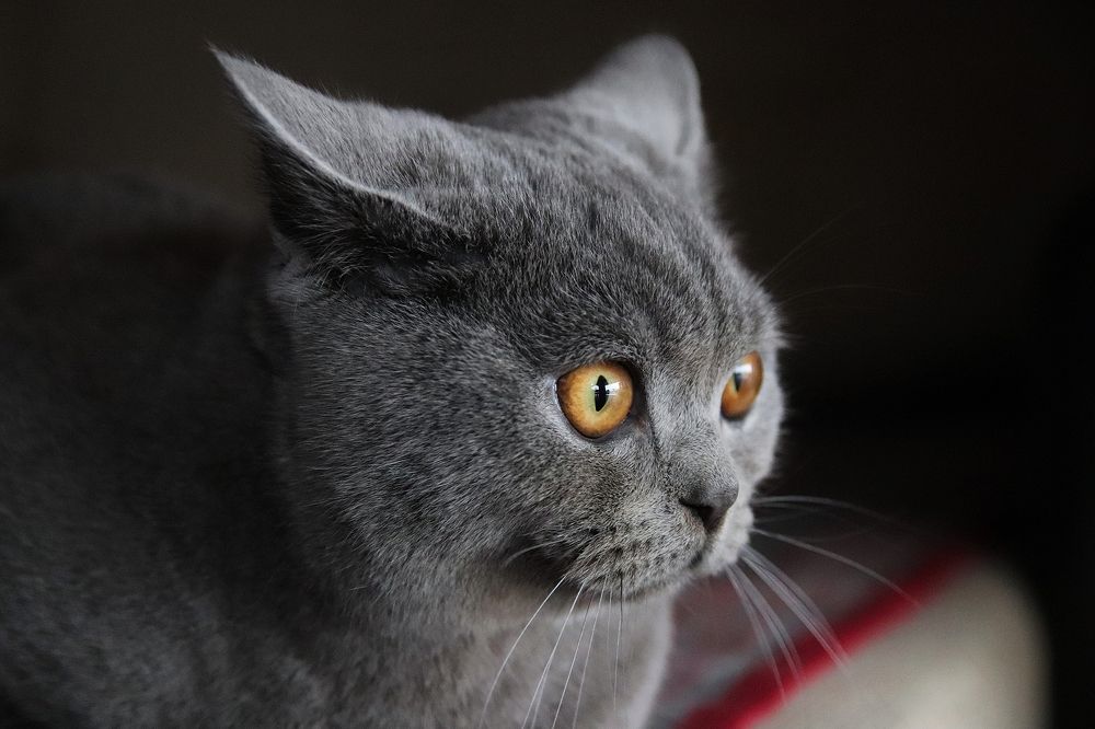 Фотография автора Наталья Боярина