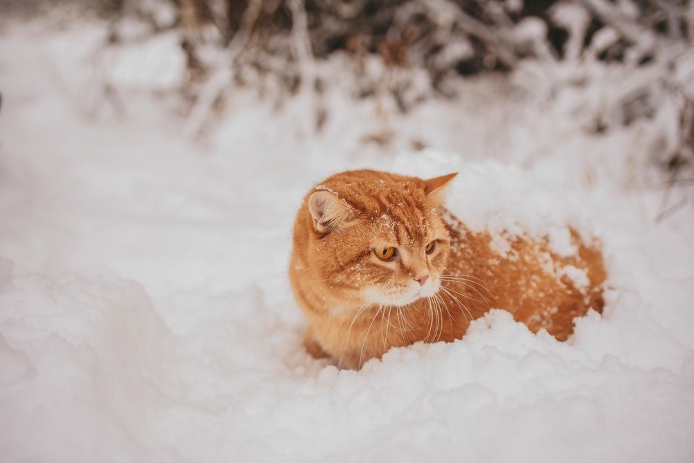 Photograph by Марина Забабурина