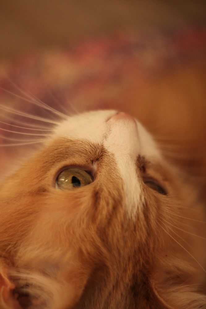 Photograph by Анастасия Липаткина