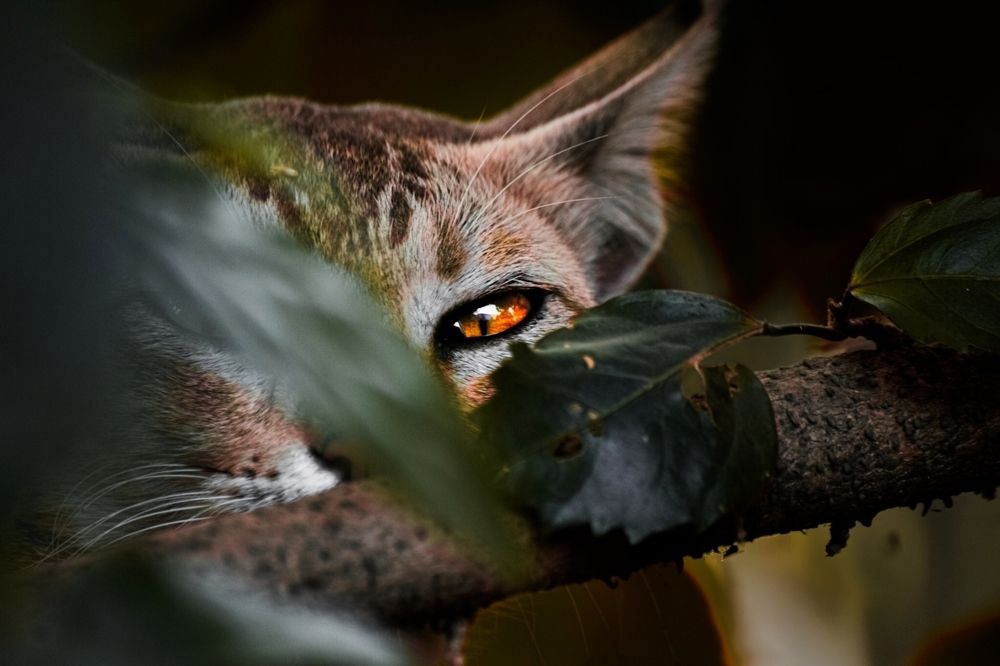 Photograph by Anshuman Pradhan