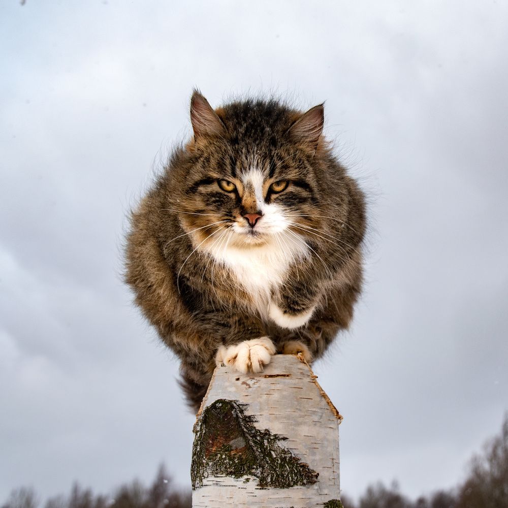 Фотография автора Рохмистрова Мария