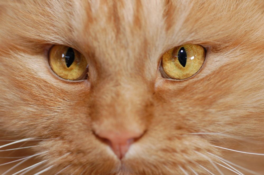 Photograph by Дерезюк Юрий Александрович