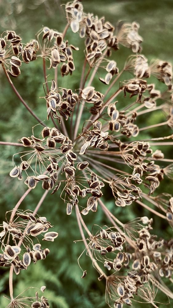 Загадочный укроп