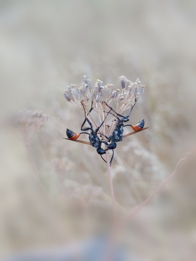 Photograph by Roghayeh Dannandeh