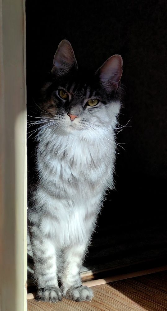 Mainecoon