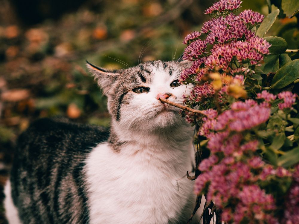 Photograph by Kate Maximenko