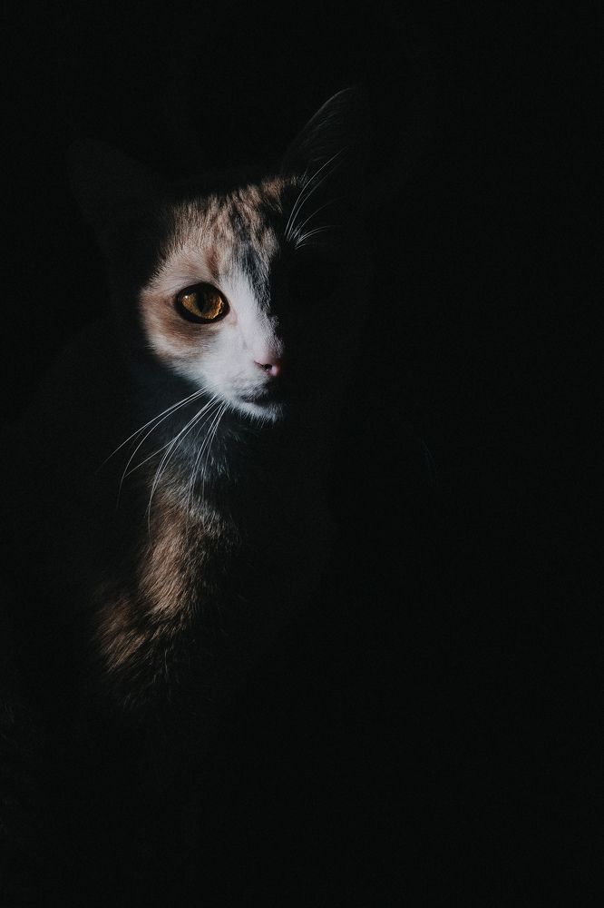 Лунный свет