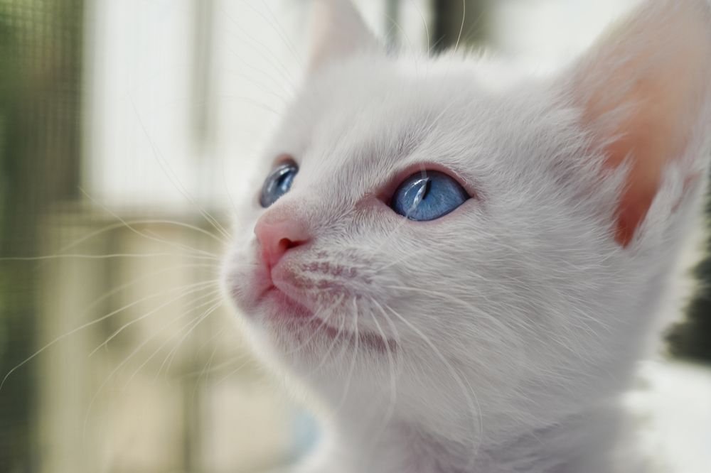 Photograph by Alexandra KOCHUBEY