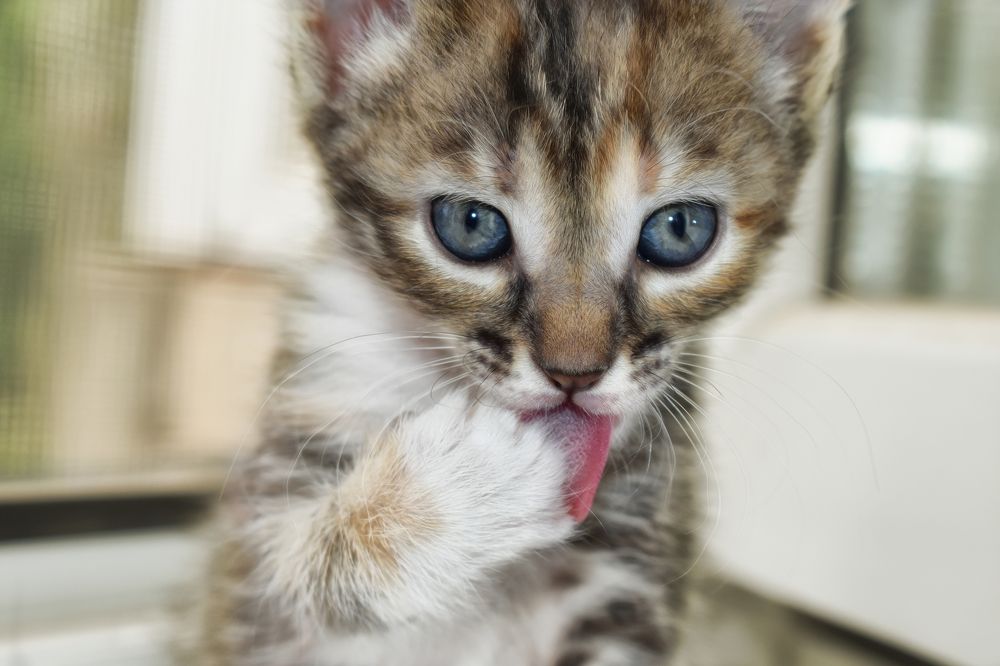 Photograph by Alexandra KOCHUBEY