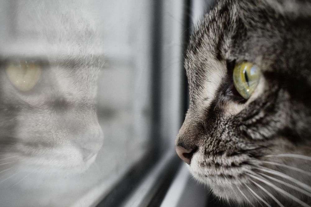 Photograph by Alexandra KOCHUBEY