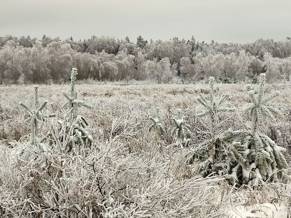 Photograph by Алёна Пшеленская