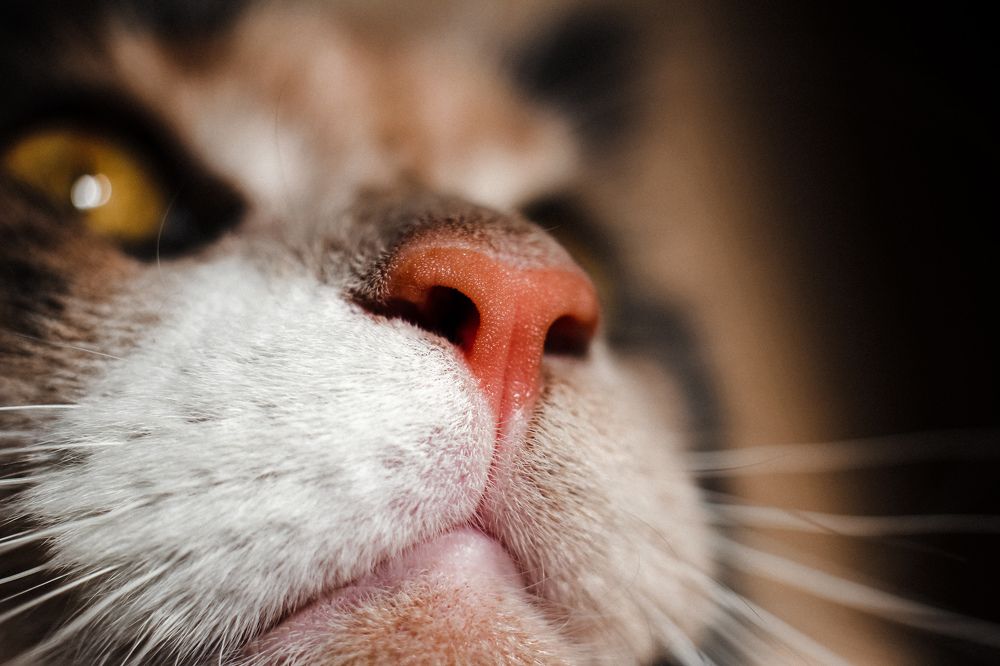 Photograph by Kate Maximenko