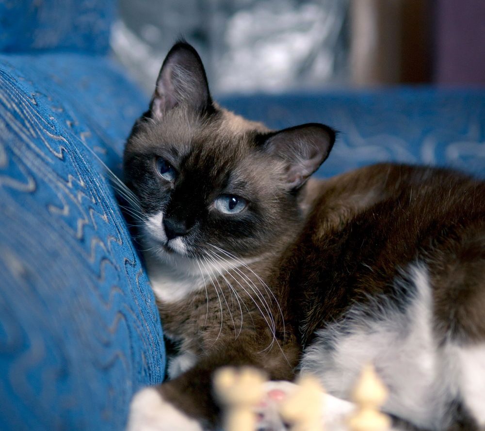 Фотография автора Алексей Клоков