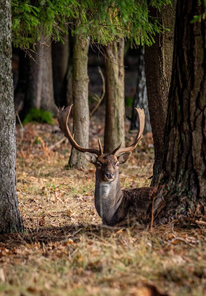 Олени на отдыхе