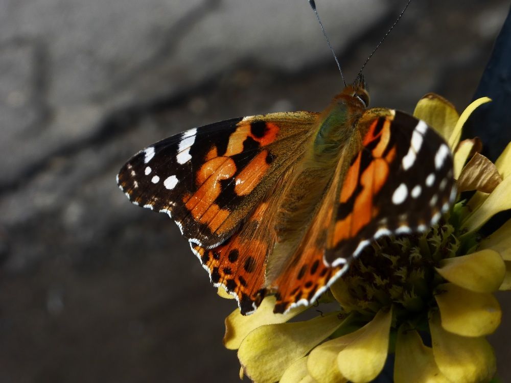 Photograph by Денис Веску