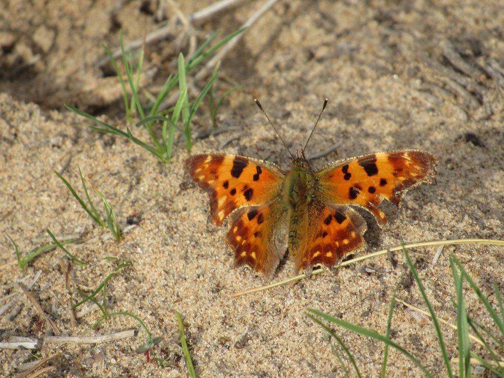 Photograph by Денис Веску