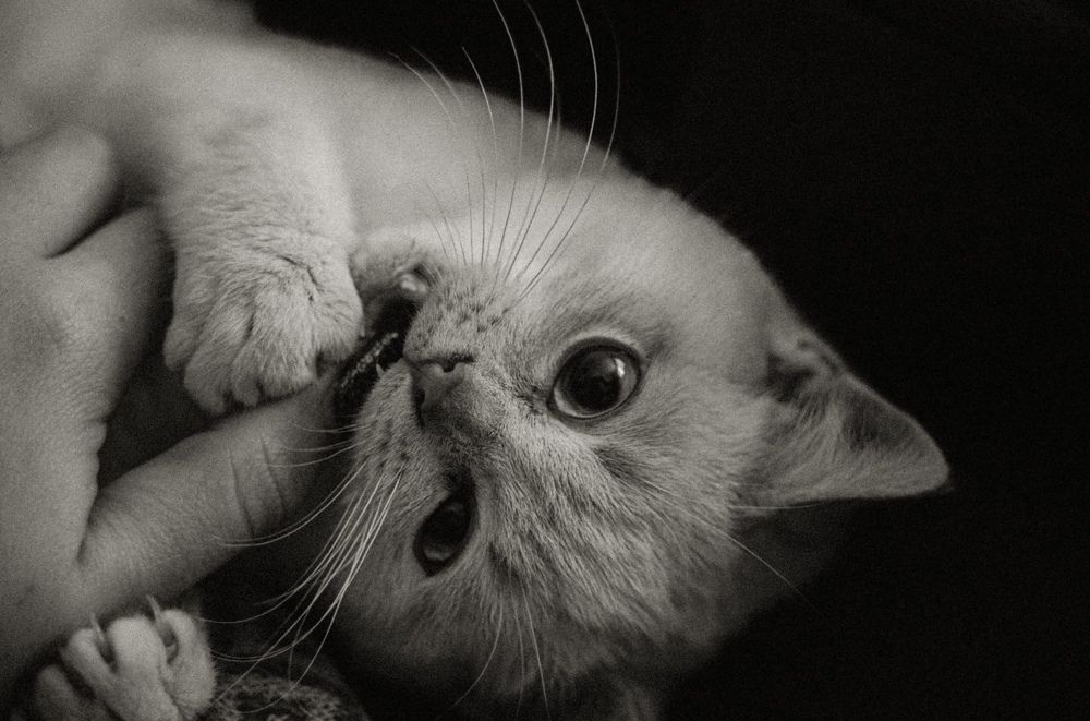 Photograph by Антонина Наговицына