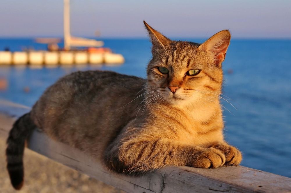 Photograph by Татьяна Бравая