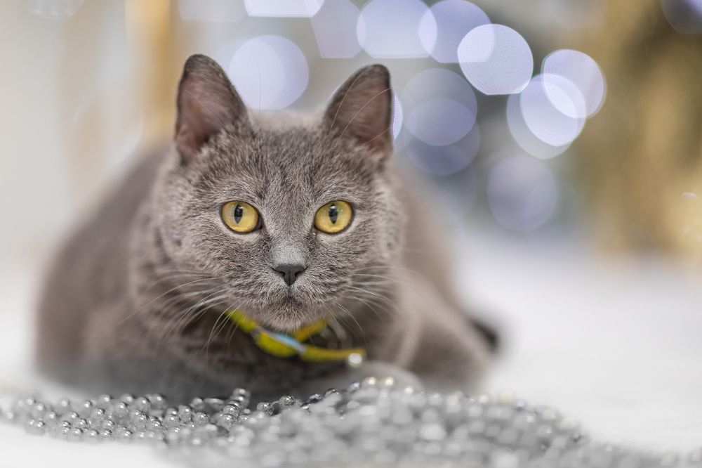 Photograph by Оксана Шаяхметова