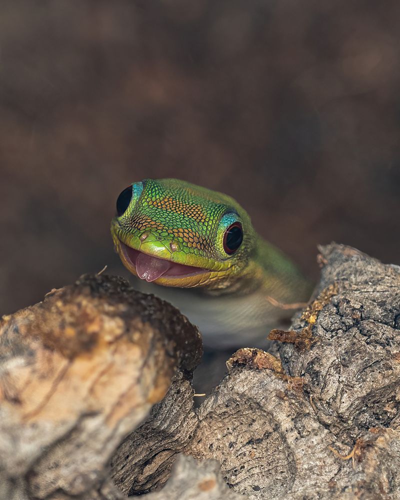 Gold Dust Day Gecko