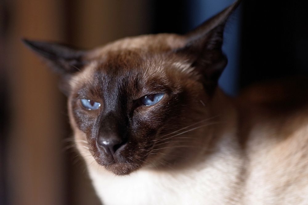 Фотография автора Виктор Конев