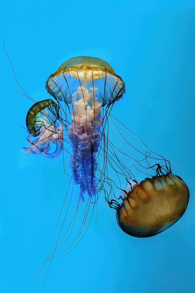 Photograph by Albert Zhager