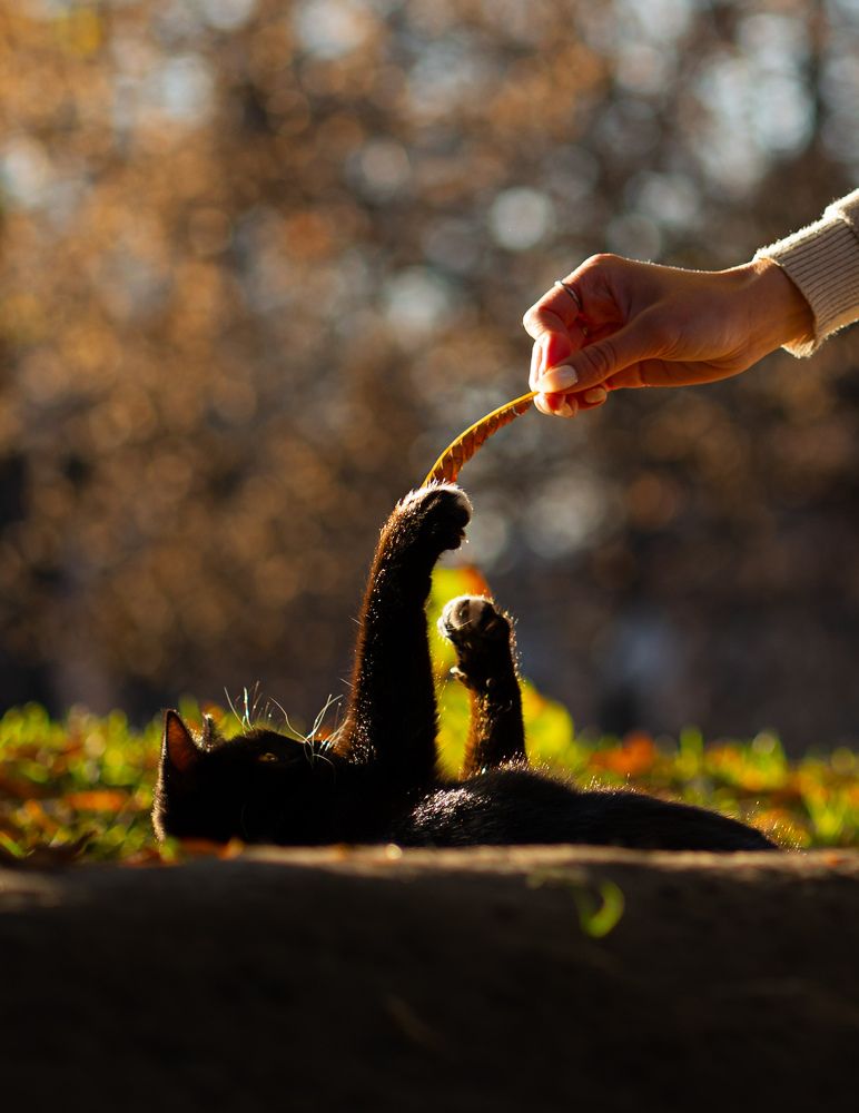 Фотография автора Светлана Зимина