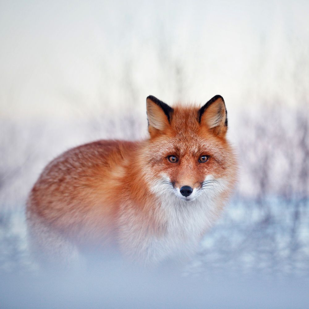 Photograph by Ольга Коцюрбий