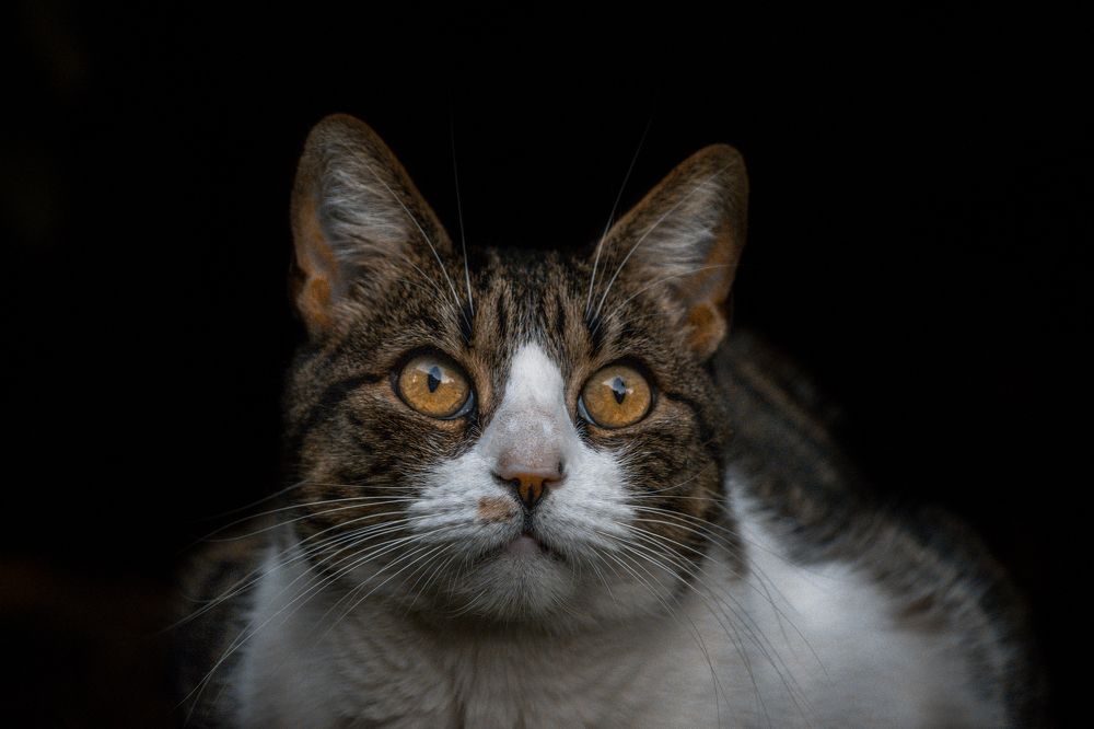 Photograph by Tomas Andonie