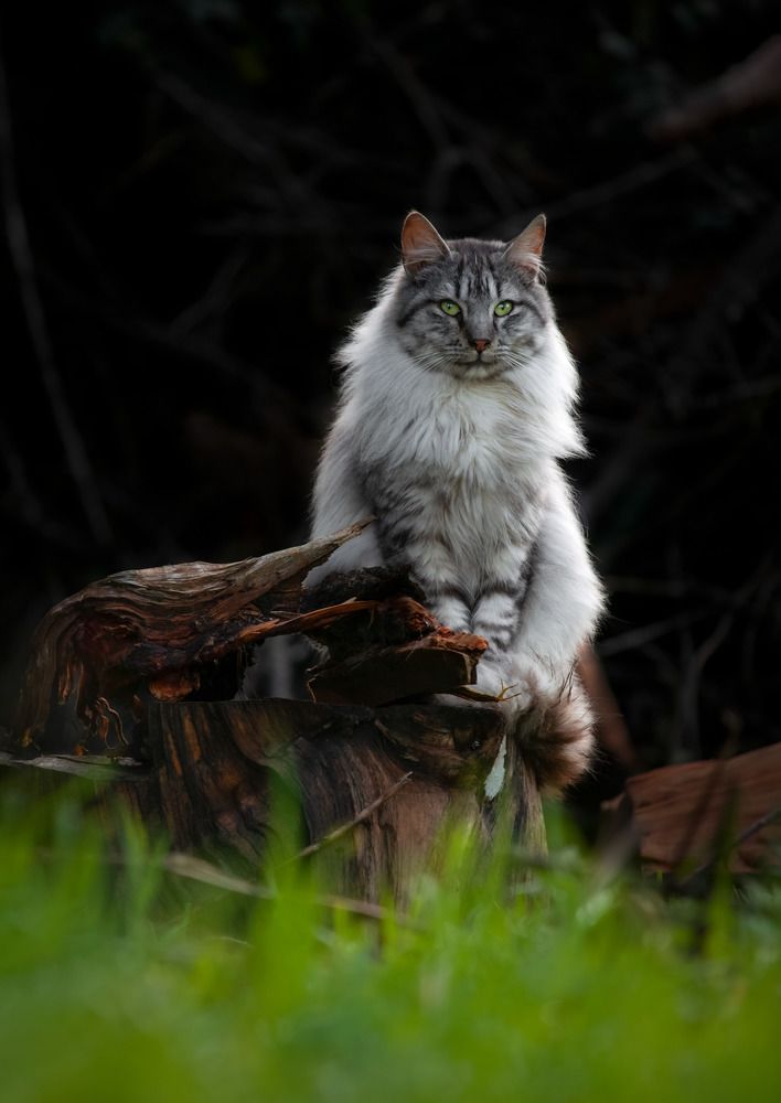 Photograph by Tomas Andonie