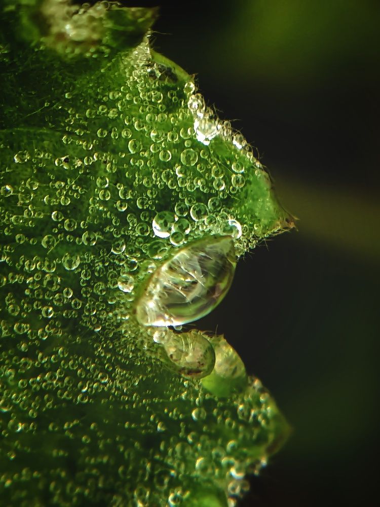 Photograph by Trishik Bose