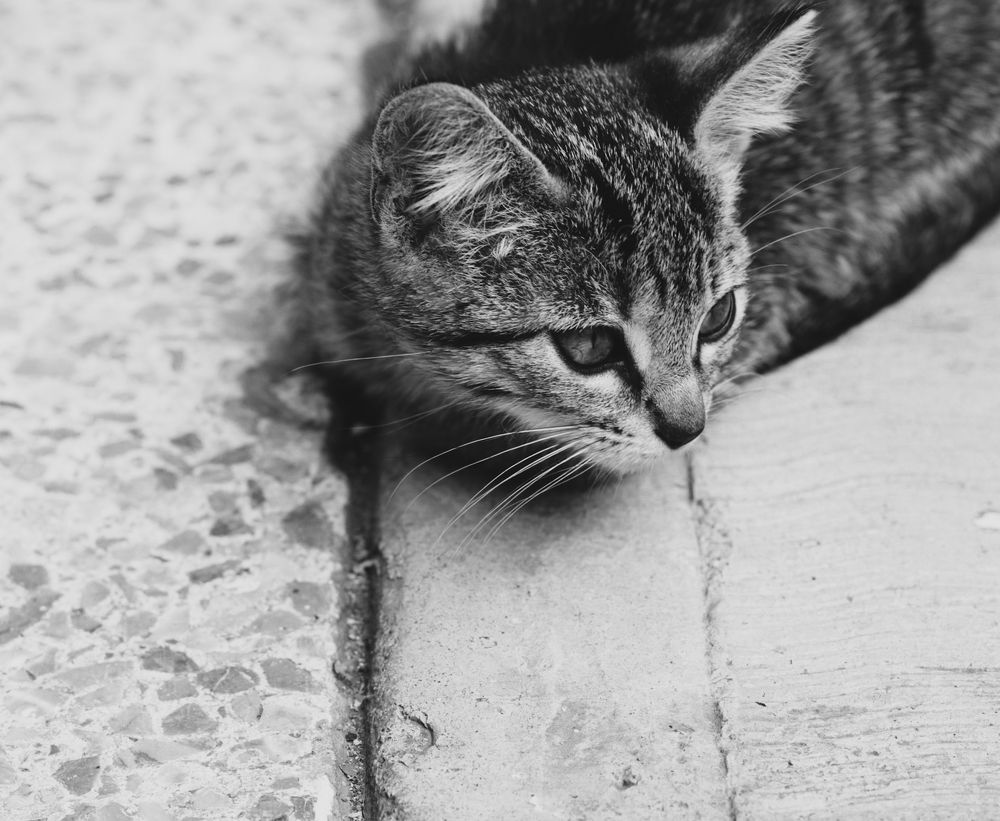 Photograph by Carmen Galván