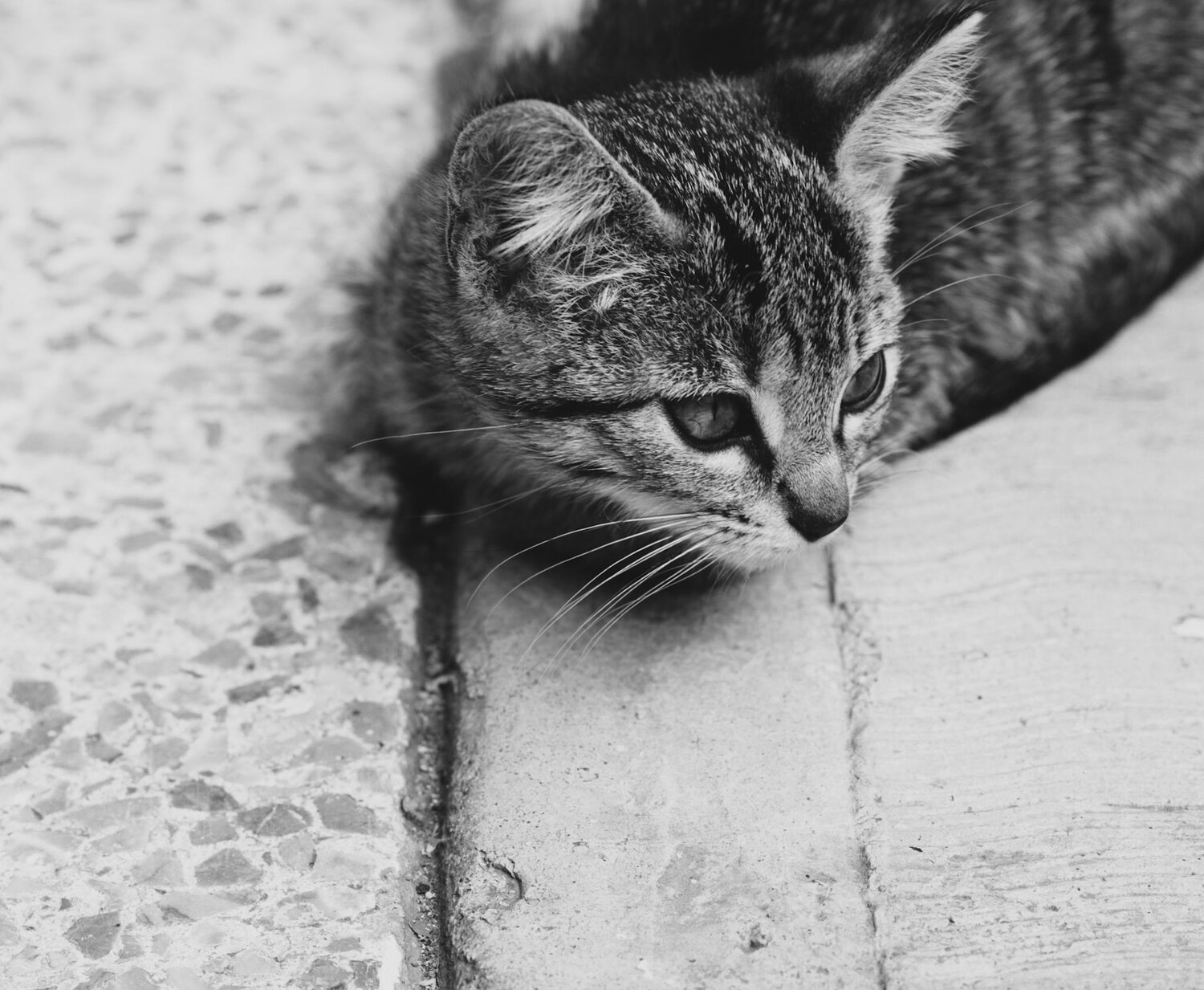 Photo #8645174