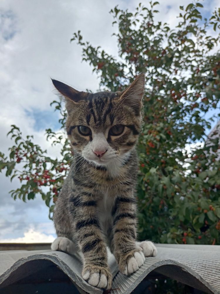 Фотография автора Татьяна Шахова