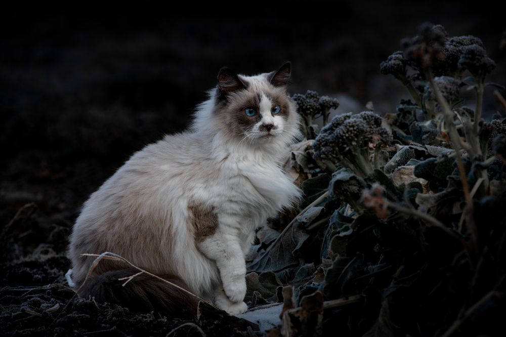 Photograph by Екатерина Корнева