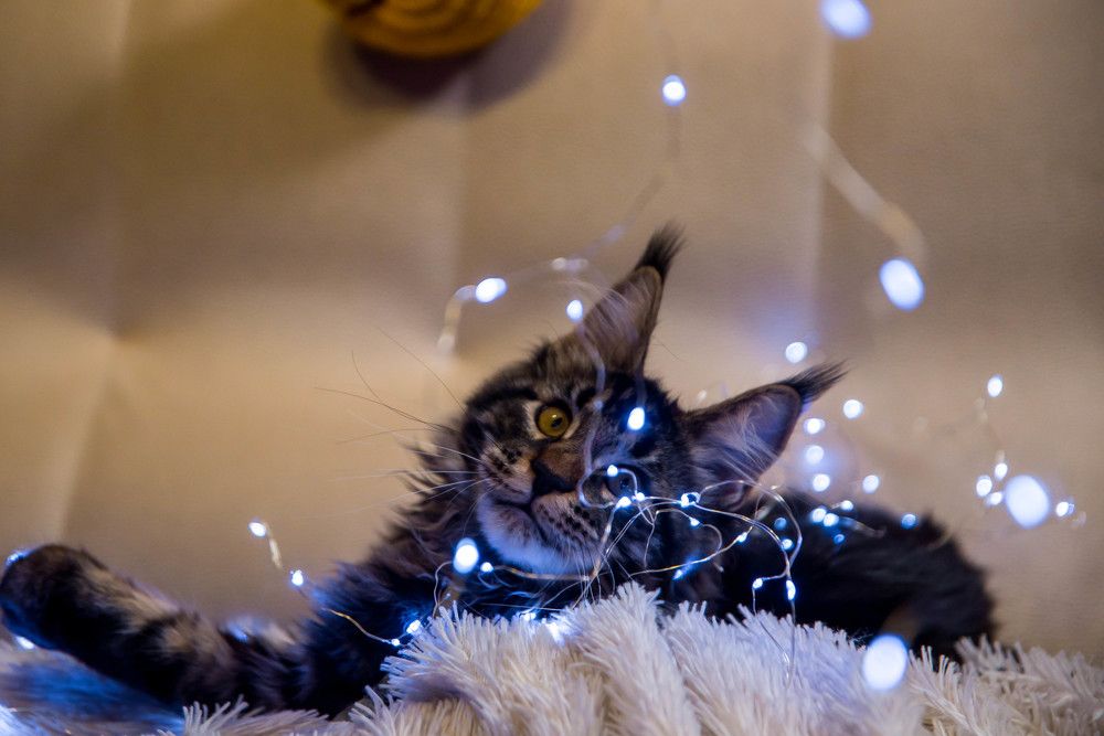 Photograph by Елена Прохорова