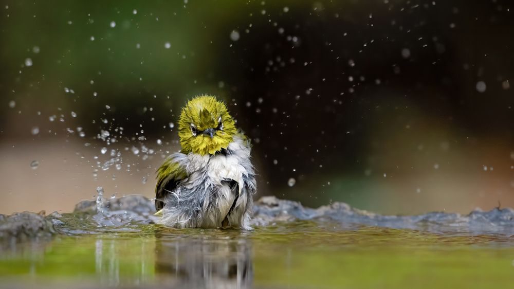 Photograph by Aritro Bose